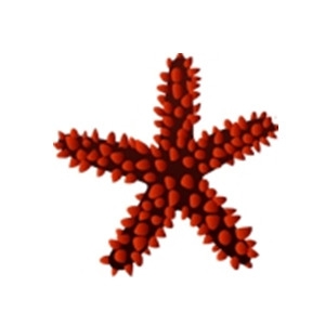 Red Knob Sea Star